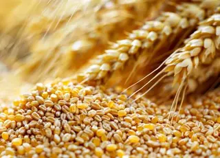 Стало відомо, як змінилися ціни на зернові в Україні