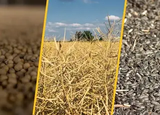 USDA прогнозує різке зростання світового виробництва олійних культур у 2026/27 МР