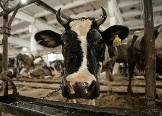 Україна наростила експорт ВРХ