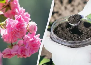 Як врятувати троянди після зими