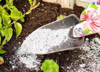 Які рослини не можна підживлювати деревним попелом