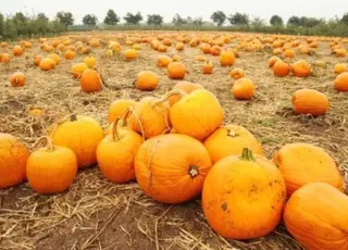 Як зберегти гарбузи свіжими до весни: поради щодо підготовки і умов зберігання