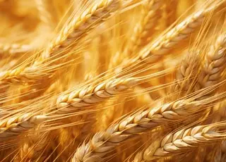 Стало відомо, як змінилися ціни на пшеницю в Україні
