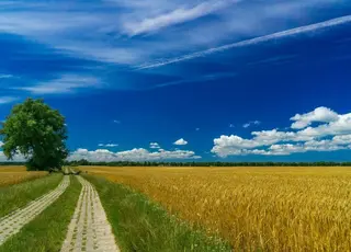В Україні 4 млн га земель обробляються незаконно