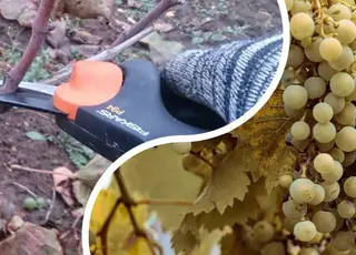 Як правильно обрізати виноград восени для отримання рясного врожаю