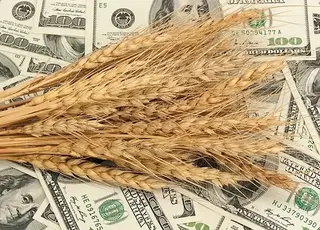 Заморозки та зниження прогнозу урожаю в рф прискорюють зростання цін на пшеницю, зокрема й в Україні
