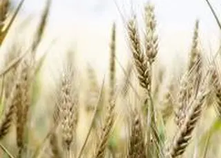 «Сингента» та МХП створили освітній курс «AGRO 360»