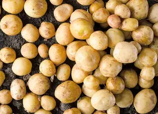 Український ринок насіннєвої картоплі масово використовує несертифікований матеріал