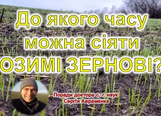 Стало відомо, до яких термінів можна сіяти озимі культури восени