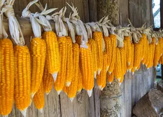 Озвучено оновлені ціни на кукурудзу в Україні