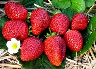 На Кіровоградщині сімейне господарство розширює ягідний бізнес