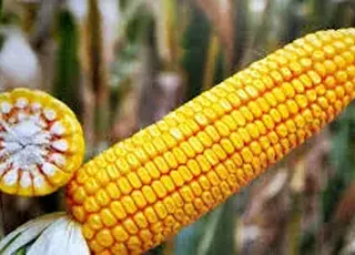 На полях України залишилося до 4,5 мільйона тонн кукурудзи