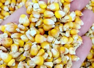 В Україні зросли ціни на фуражну кукурудзу