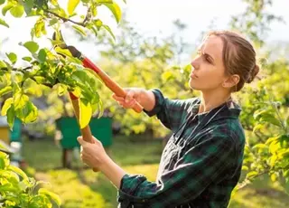 Як правильно удобрювати фруктові дерева