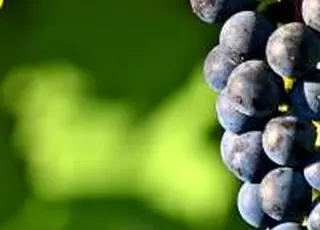 З 2026 року запрацюють нові правила для виноградарів і виноробів