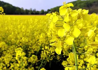 В Україні зросли ціни на ріпак