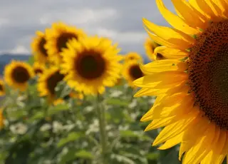 Виробництво соняшникової олії в Україні: стандарти якості та технології