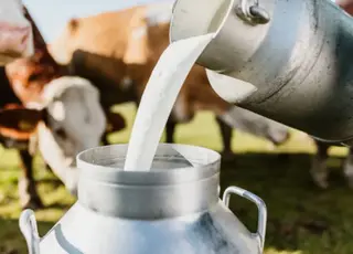 Українська компанія постачатиме молоко на європейський ринок