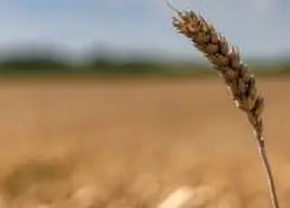 USDA знизив прогноз експорту української пшениці