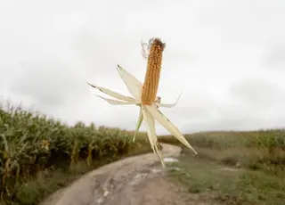 На полях України залишилися незібраними 4 млн т кукурудзи