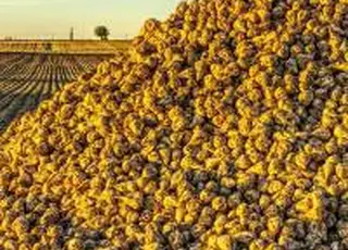 У «Фармгейт Україна» почали збирати цукрові буряки