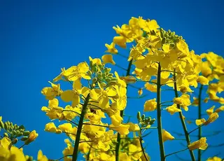 Польські переробники просять дозволити імпорт українського ріпаку