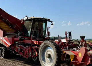 У «Контінентал» завершили викопування картоплі сезону-2025