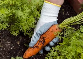 Яке натуральне добриво допоможе виростити ідеальну моркву без хімії