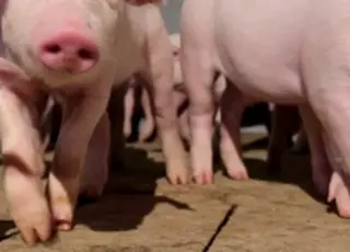 За результатами першого півріччя 2025 р. KSG Agro збільшив виручку від реалізації на 20,2%