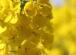Український ріпак дорожчає на тлі зниження прогнозів урожаю в ЄС