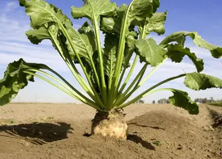 Аграрії Вінниччини зібрали в 2025 р понад 2,2 млн т цукрових буряків