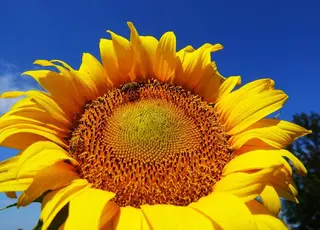 В Україні аграрії найбільше можуть заробити на соняшнику