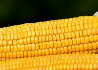 Ринок кукурудзи залишається найбільш активним сегментом зернового експорту