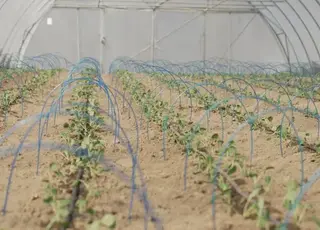 На Вінниччині стартувала висадка капусти