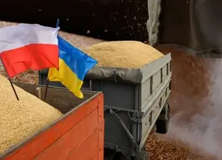 Польща збереже заборону на імпорт до країни зернових і олійних з України