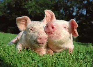 USDA прогнозує зростання свинарства в Україні