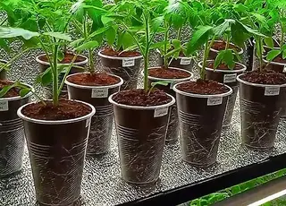 Як перетворити слабку розсаду на міцні рослини: спосіб перевірений роками