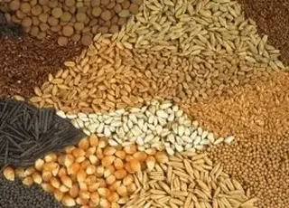 Посуха в Канзасі та дощі у Франції штовхають світові зернові до багатомісячних максимумів