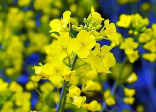 Озвучено оновлені ціни на ріпак в Україні