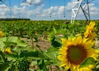 На українському ринку соняшнику фактично сформовано три цінові рівні