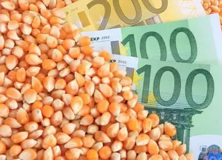 Стало відомо, як змінилися ціни на кукурудзу в Україні