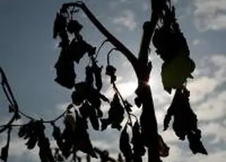 Мінекономіки готує впровадження зон ризикованого землеробства: етапи та строки