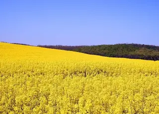 Corteva Agriscience представляє українським аграріям інноваційні гібриди озимого ріпаку