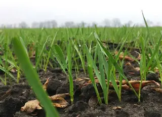 В частині регіонів озимі культури потребуватимуть пересіву