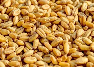 Відмова від перевалки українського зерна загрожує банкрутством польських транспортних компаній