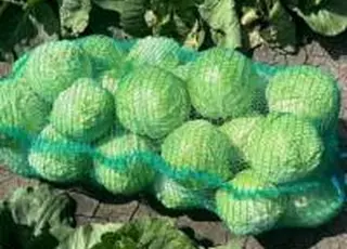 Фермери розпродають запаси: капуста дешевшає на тлі погіршення якості