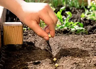 Які вісім культур експерти радять посіяти в вересні 2025 р