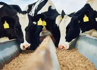 У громаді на Волині запрацює комбікормовий завод