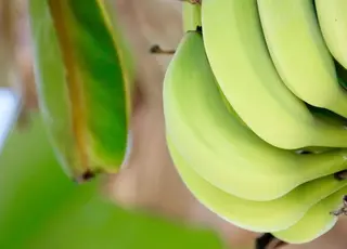 Селекціонери створили новий мутантний сорт бананів з унікальними ознаками