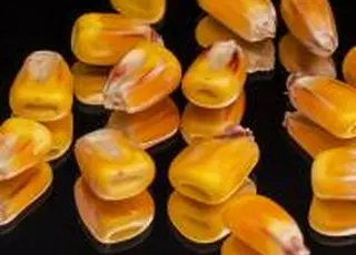 Українська кукурудза — у центрі світового ринку на тлі погодних ризиків у Південній Америці